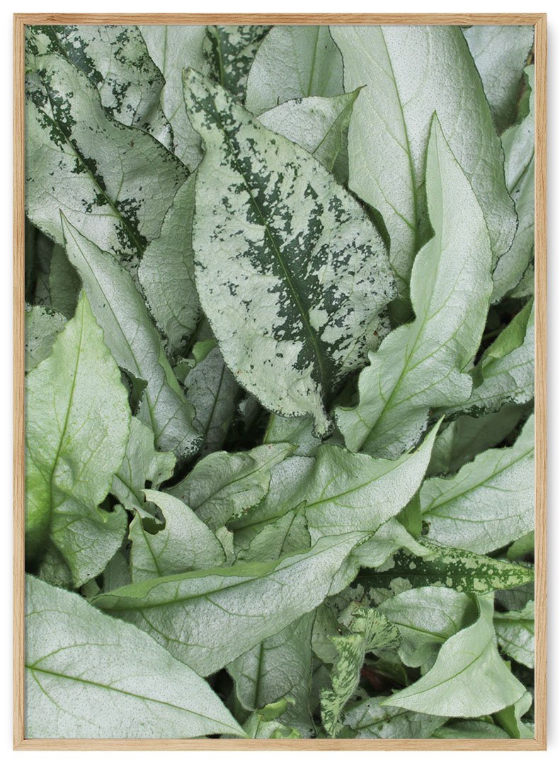 sidabriniai lapai plakatas